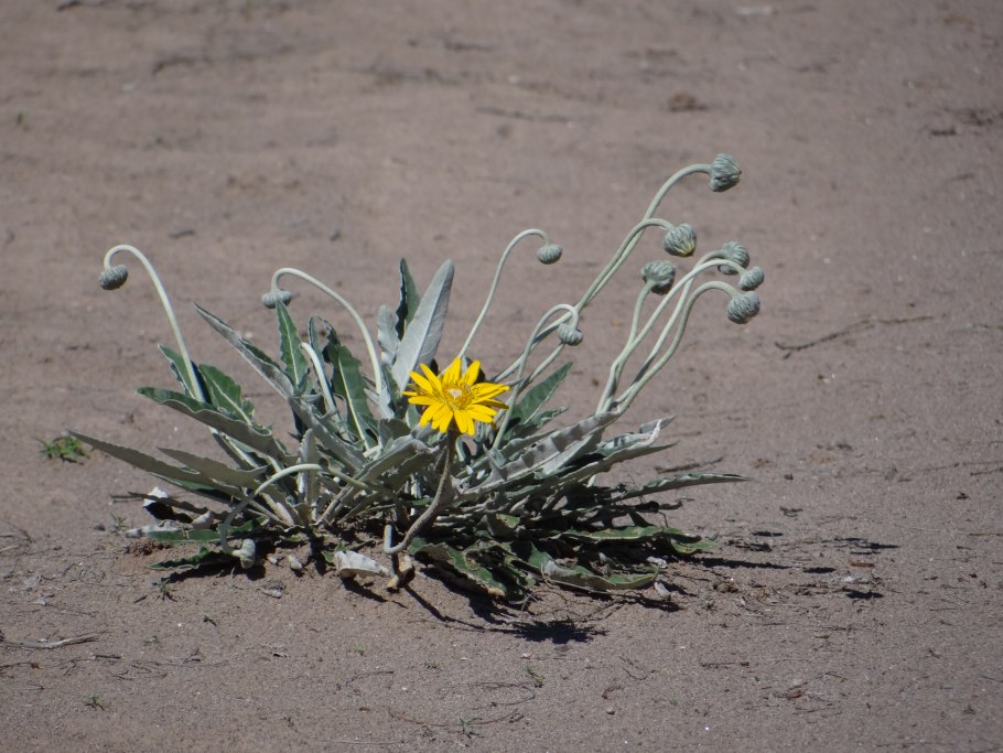 Scaphocephalus microcephala