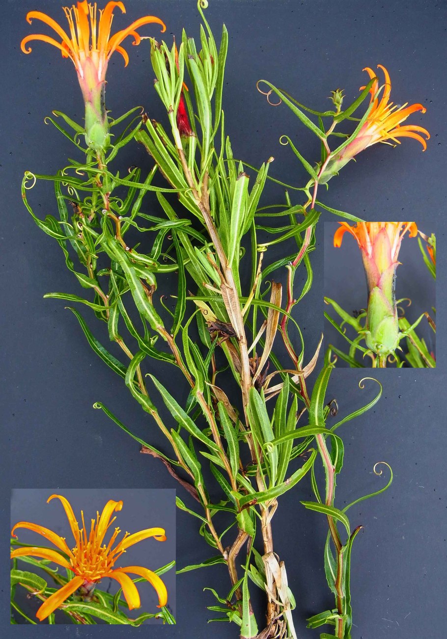 Эфемеры крупка Весенняя