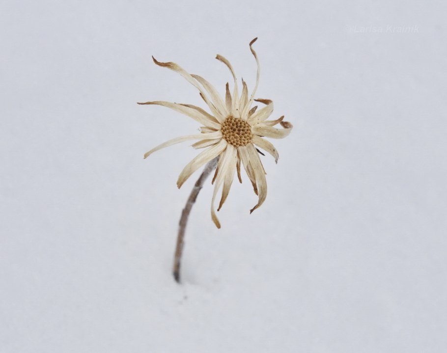 Чапталия томентоза