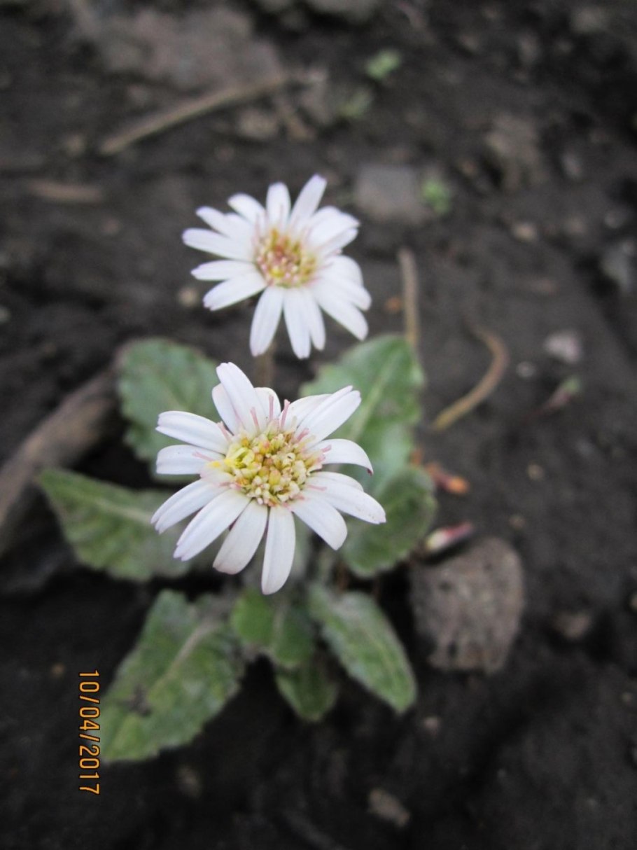 Семейство Астровые