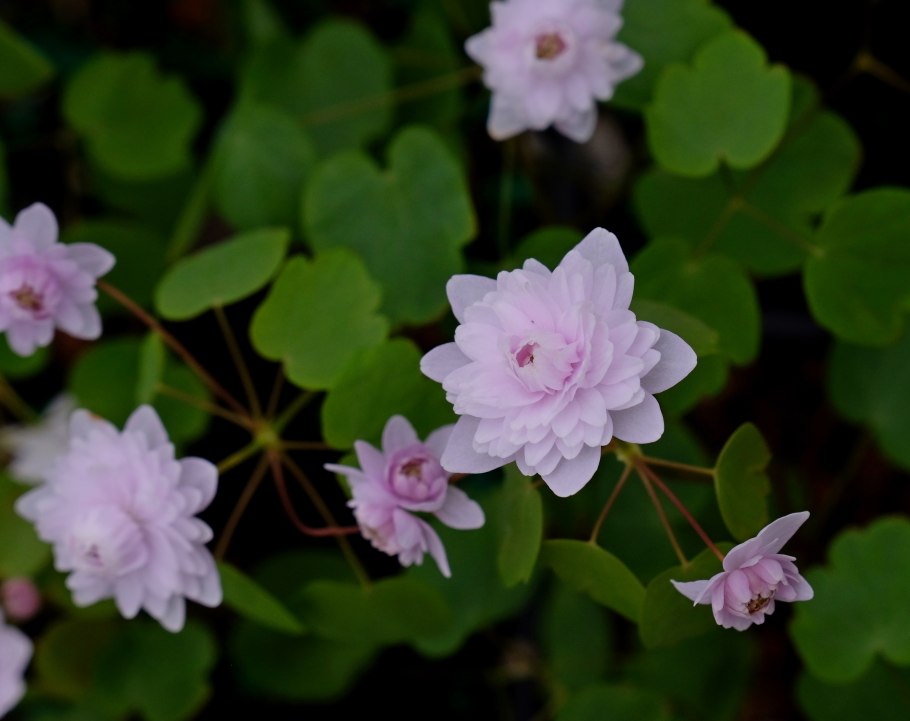 Эми Андерсон гиф