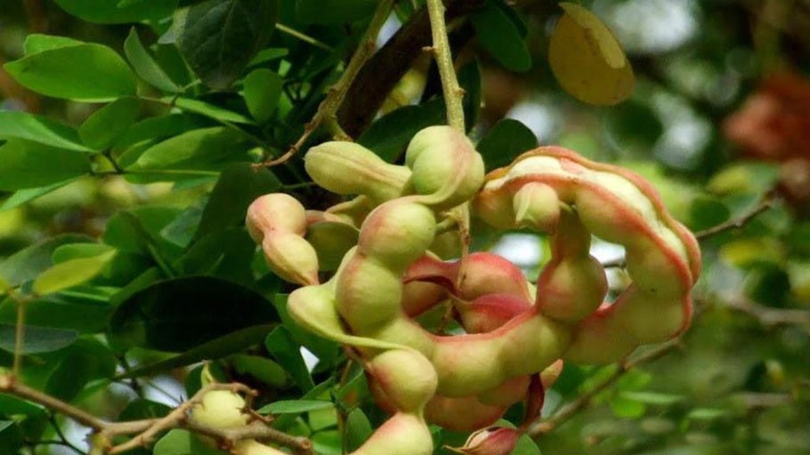 Питецеллобиум, манильский тамаринд