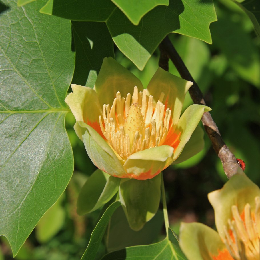 Liriodendron tulipifera тюльпановое дерево