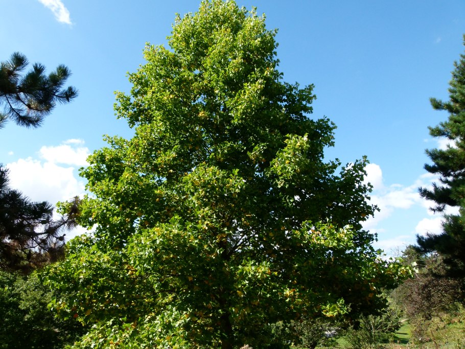 Лириодендрон Тюльпановый