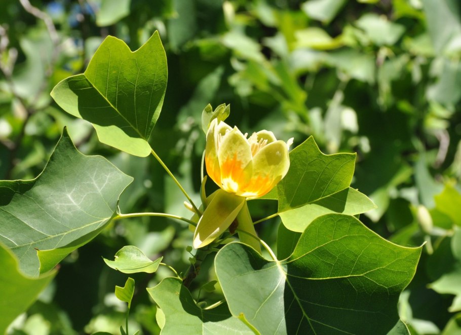 Liriodendron tulipifera тюльпановое дерево