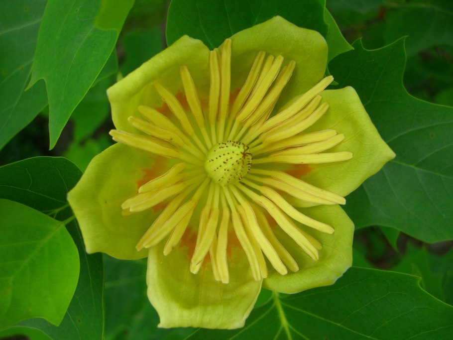 Тюльпановое дерево Лириодендрон