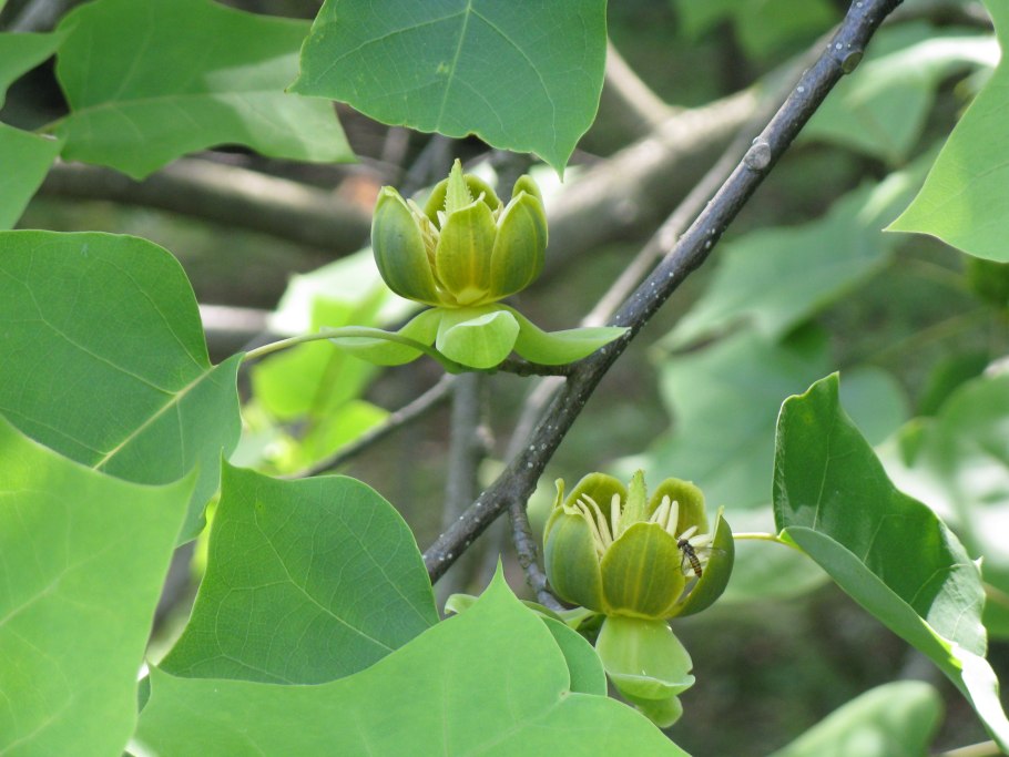 Лириодендрон Тюльпановый Liriodendron tulipifera