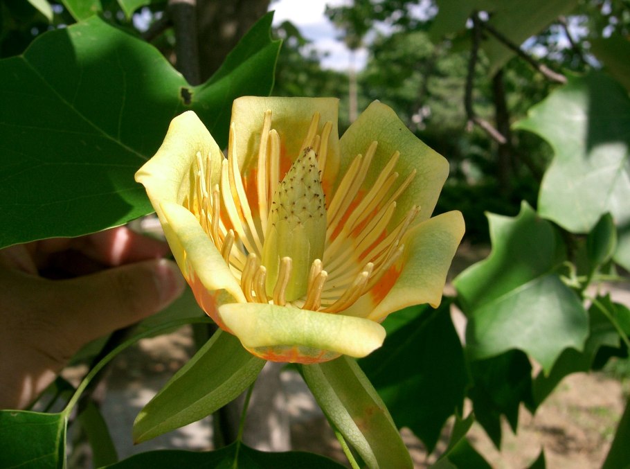 Лириодендрон Тюльпановый Liriodendron tulipifera