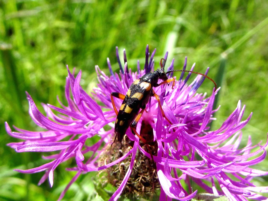 Reine-Marguerite Rainbow