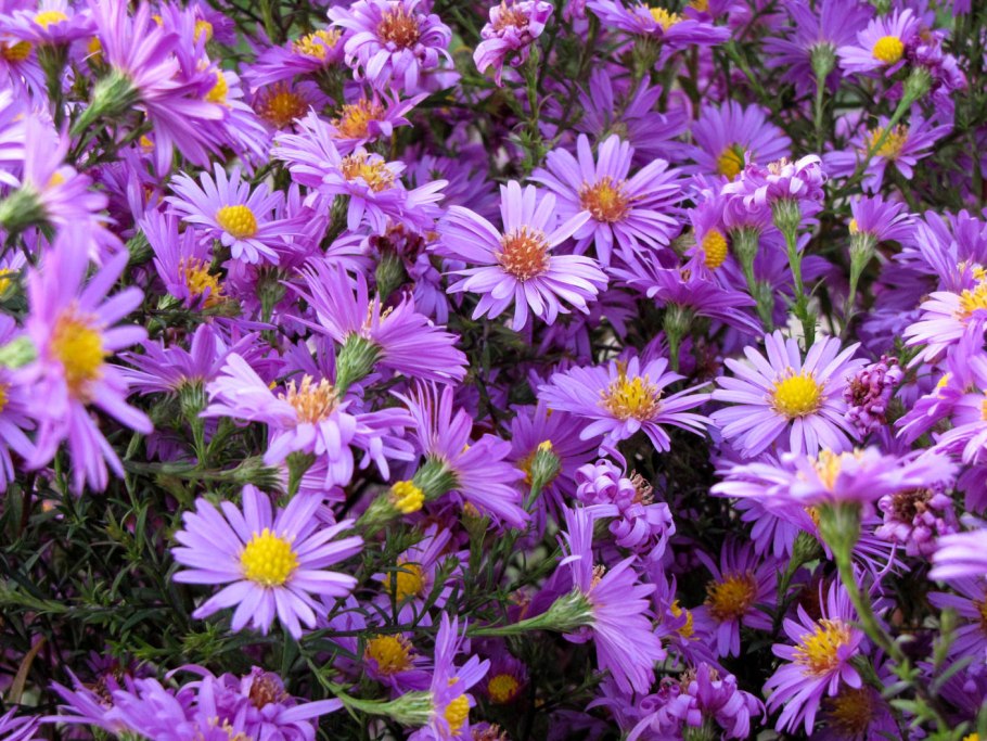 Астра итальянская (Aster amellus)