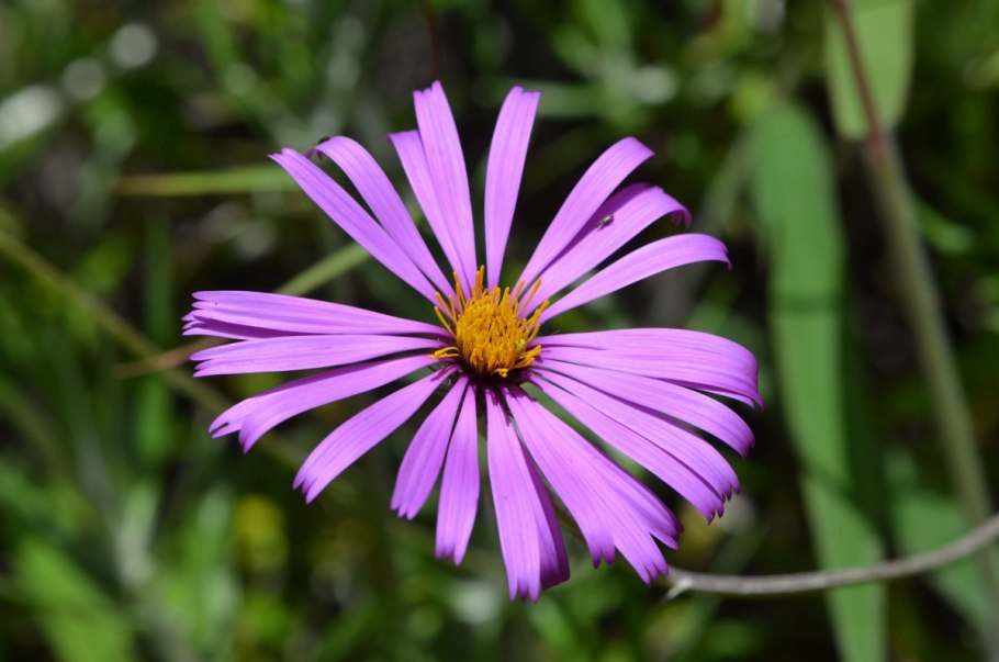 Астра итальянская (Aster amellus)