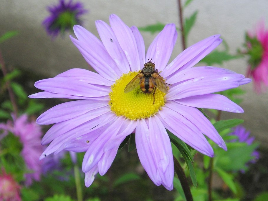 Цветок Хиерациум Мурорум