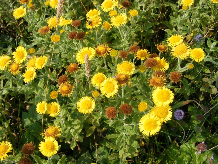 Африканская Ромашка остеоспермум зимовка