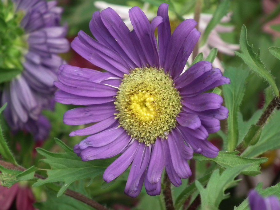 Скерда венгерская Crepis Pannonica