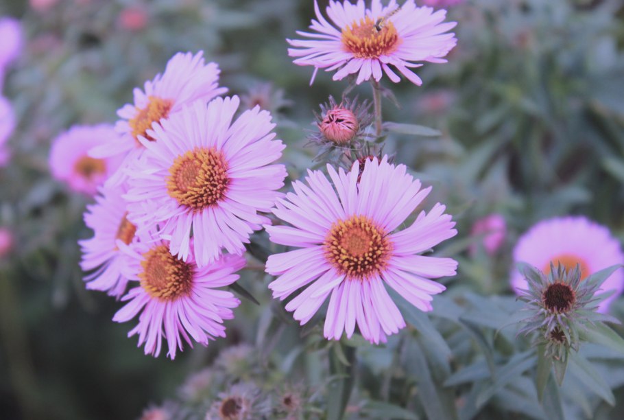 Астра новоанглийская семена