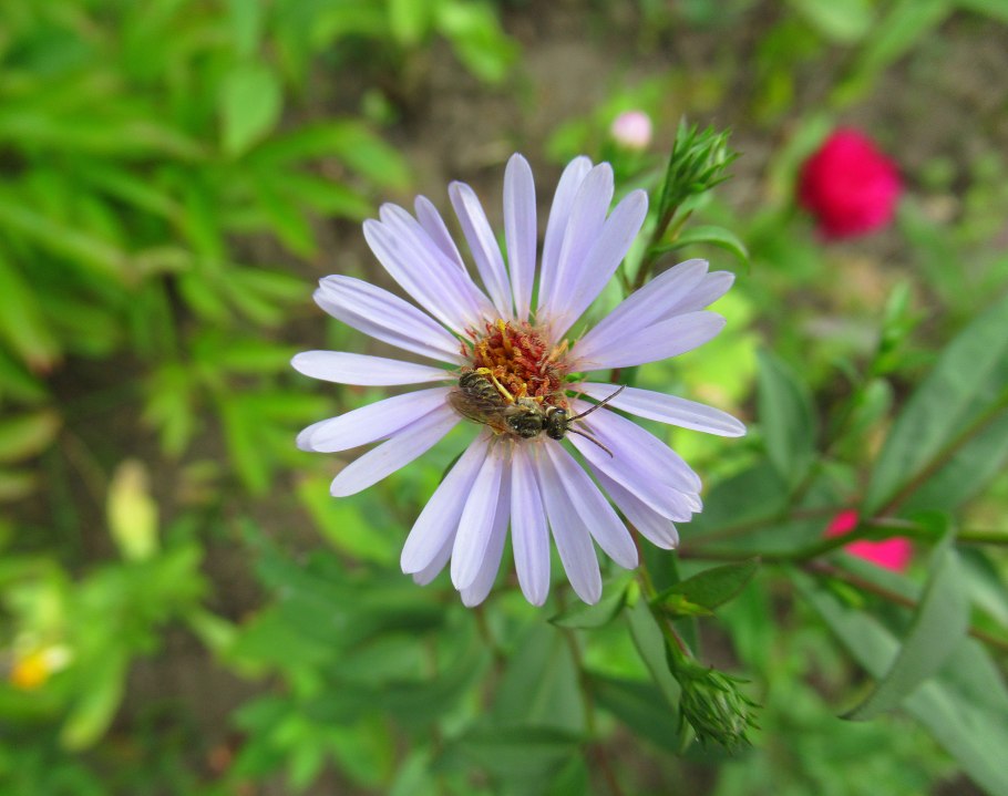 Астровые Сложноцветные