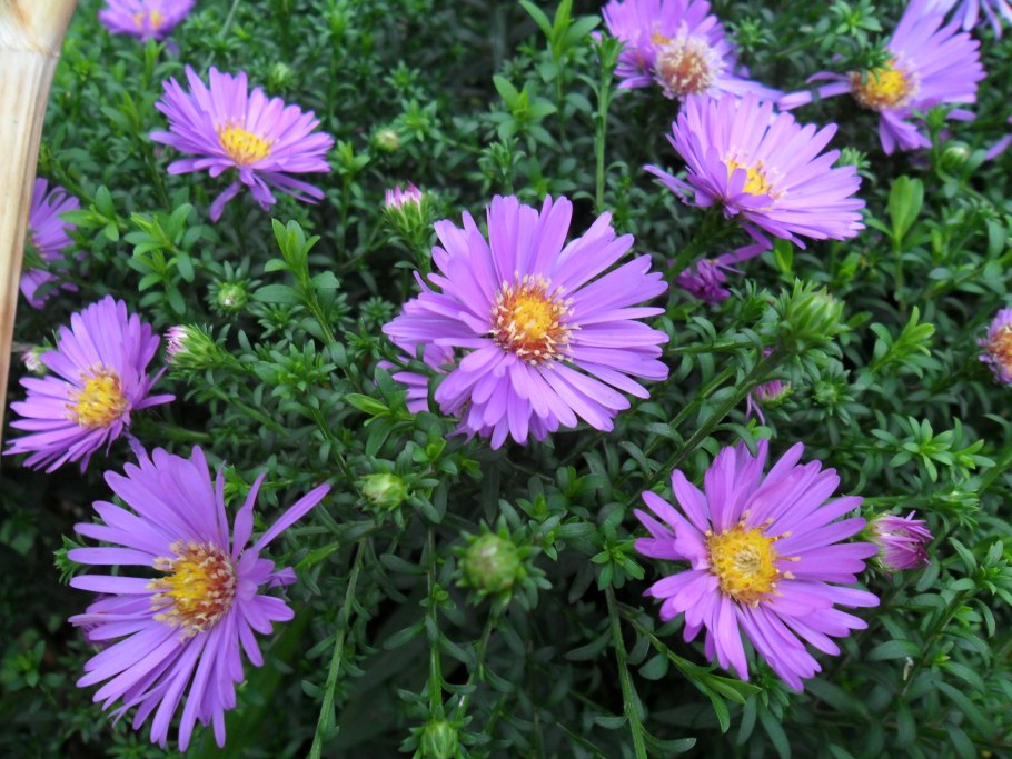 Астра Альпийская фиолетовая