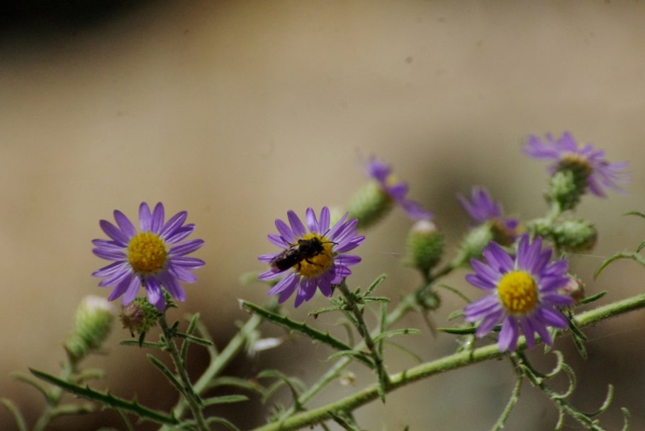 Matricaria Chamomilla