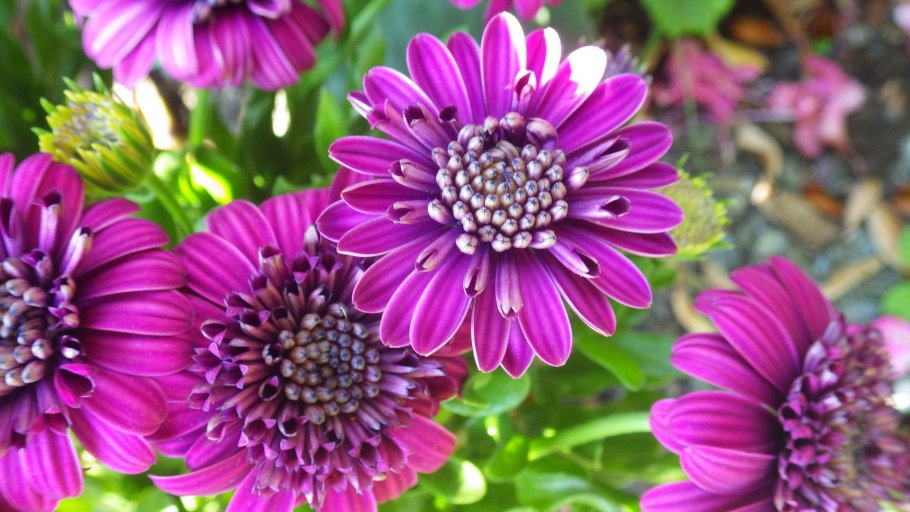 Диаграмма семейства сложноцветных