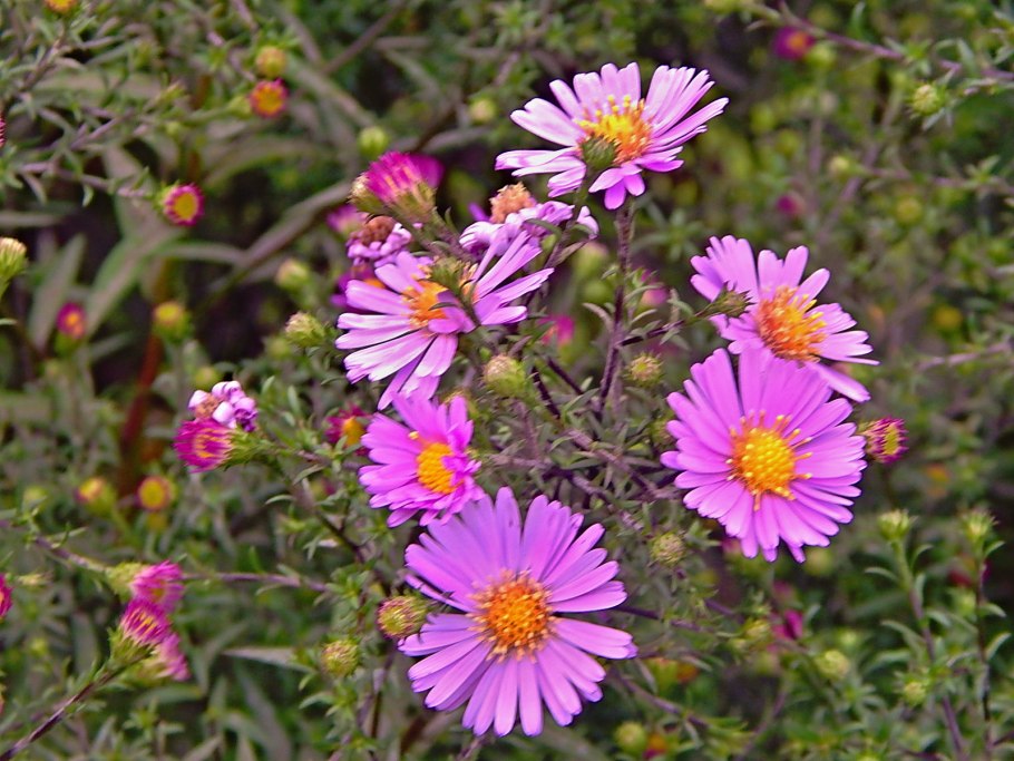 Опыление астровых