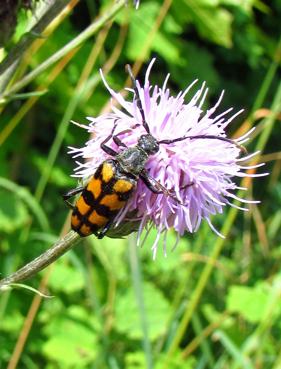 Блошница дизентерийная