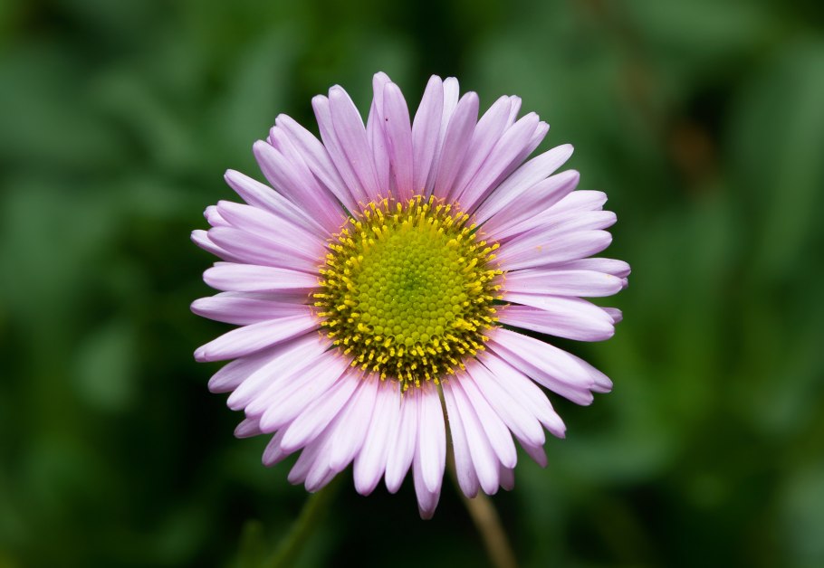 Астровые (Asteraceae)