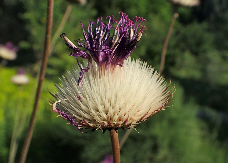 Кореопсис кавалер