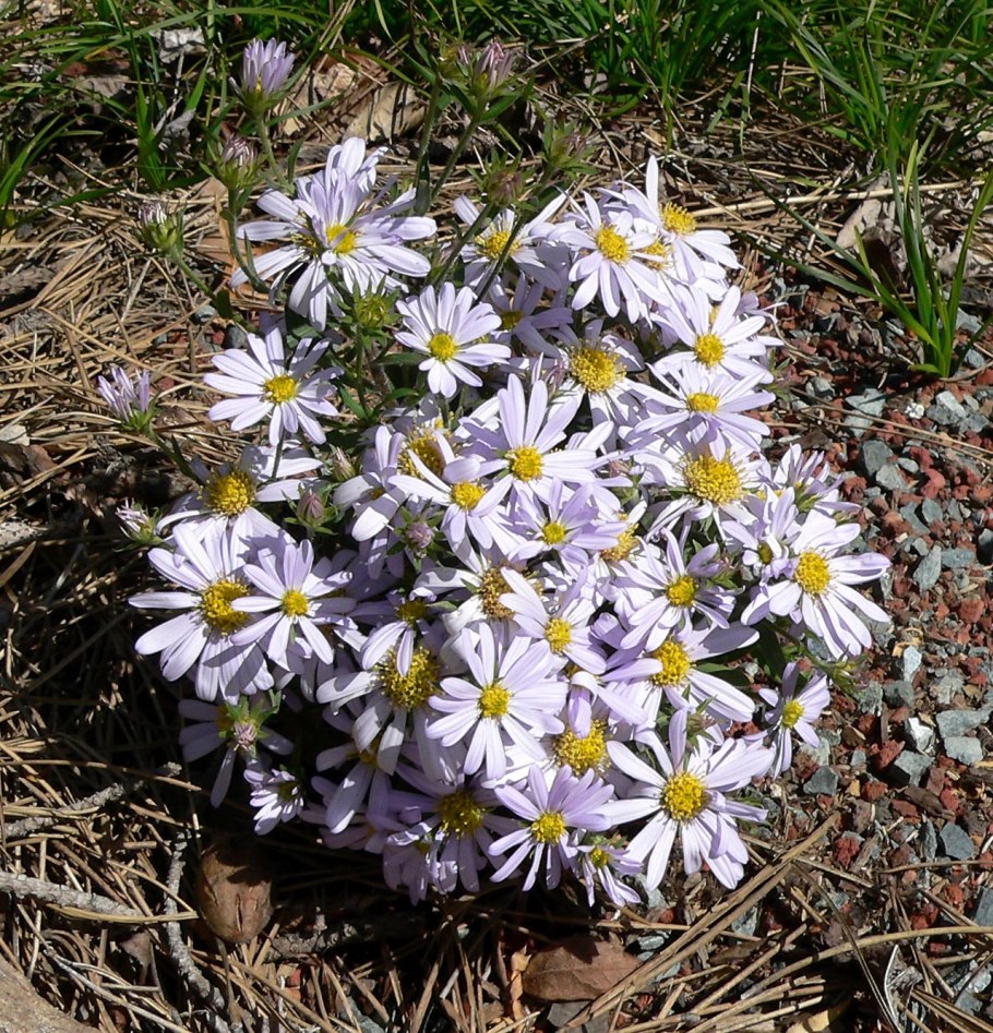 Африканская Ромашка остеоспермум