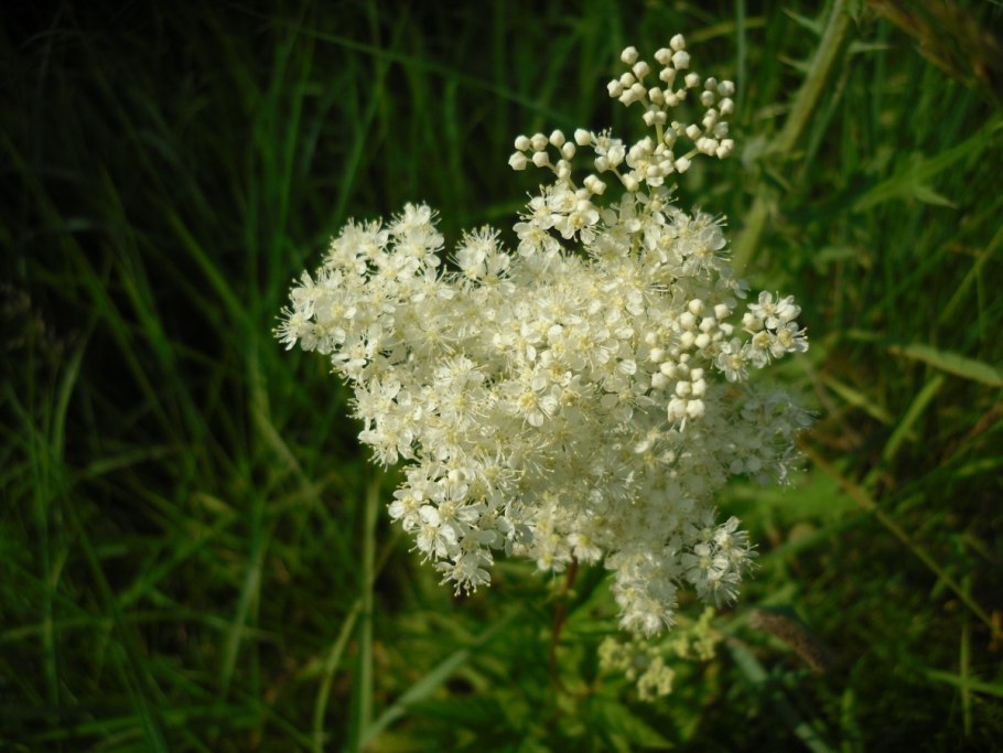 Спирея вязолистная