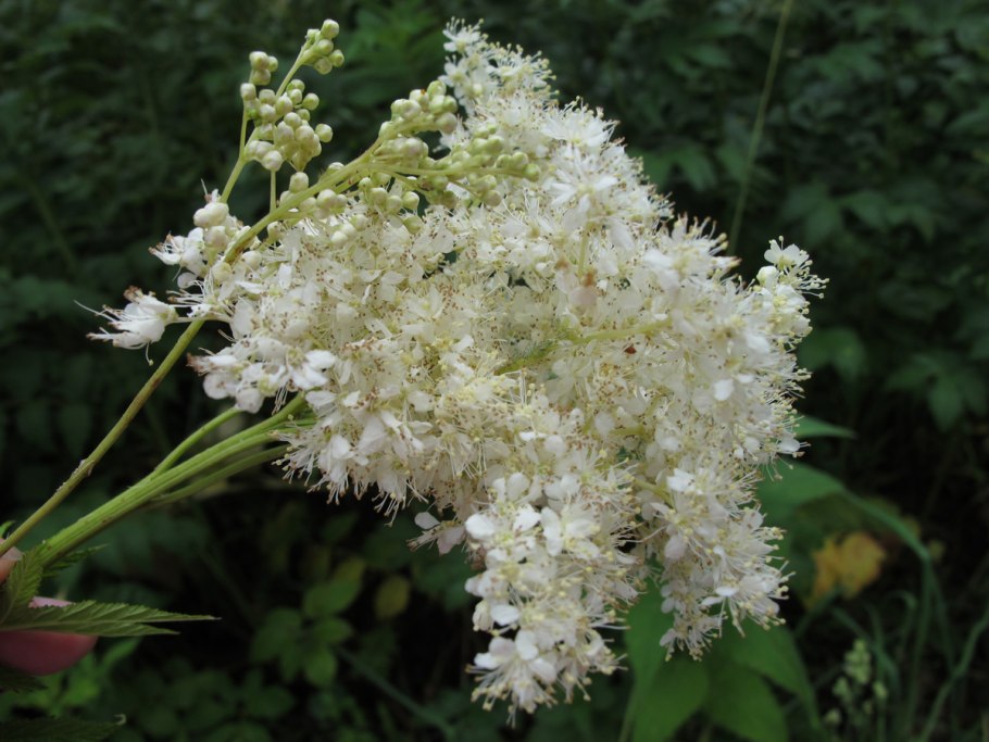 Соцветие таволги вязолистной