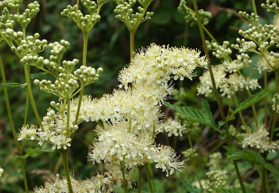 Лабазник вязолистный (Filipendula Ulmaria)