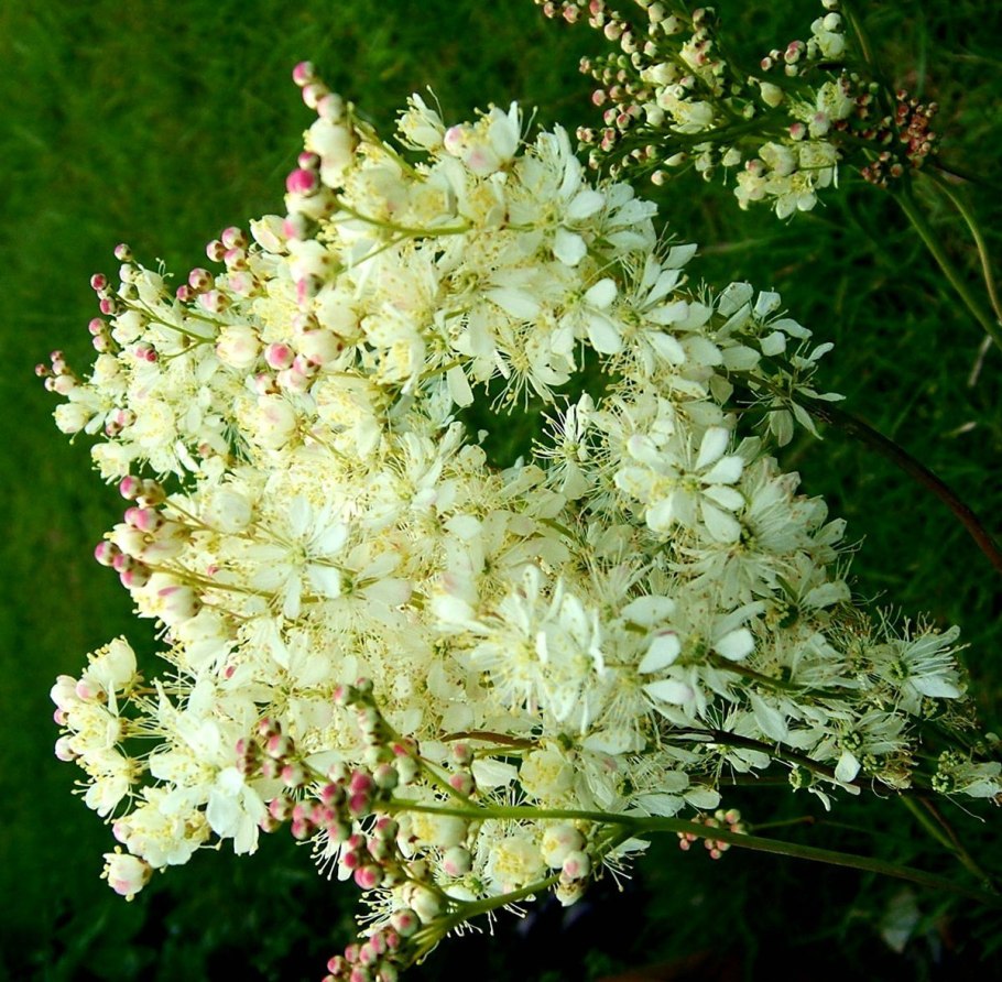 Лабазник вязолистный Plena