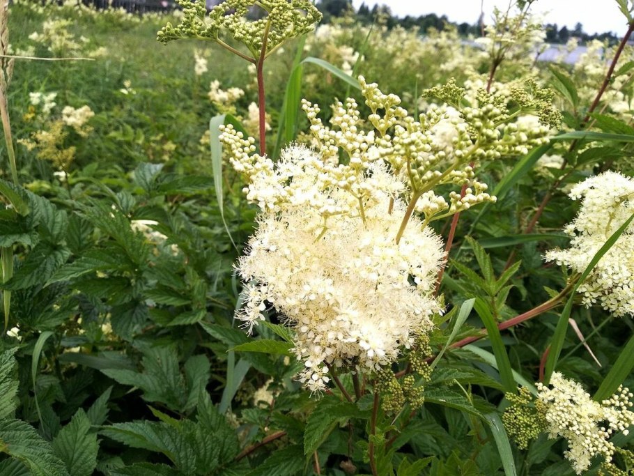 Лабазник Вариегата