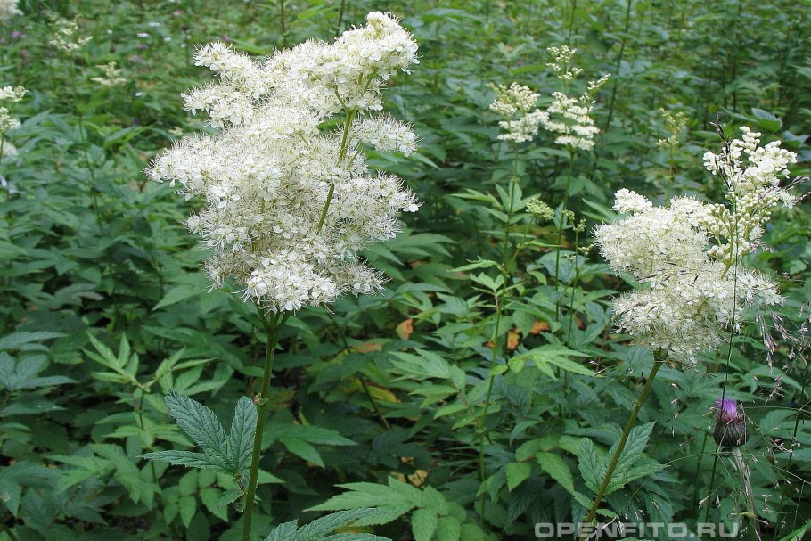 Лабазник вязолистный (Filipendula Ulmaria)