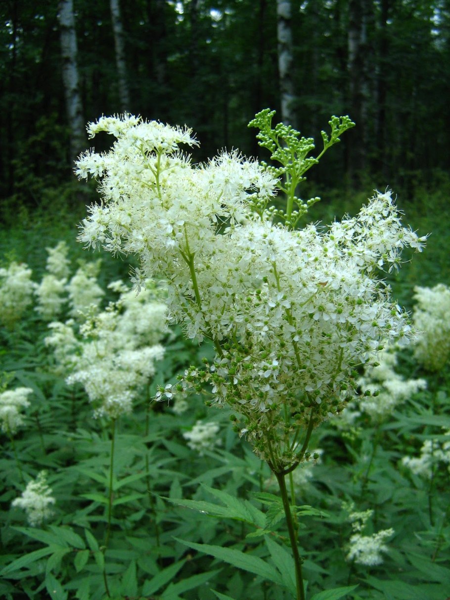 Лабазник вязолистный Вариегата