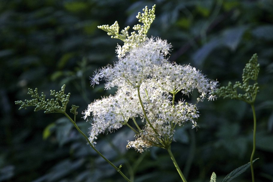 Лабазник вязолистный таволга