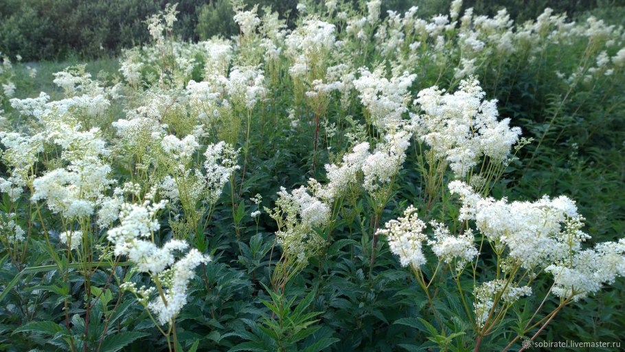 Лабазник вязолистный