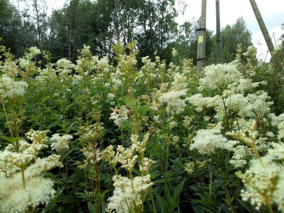 Таволга вязолистная variegata