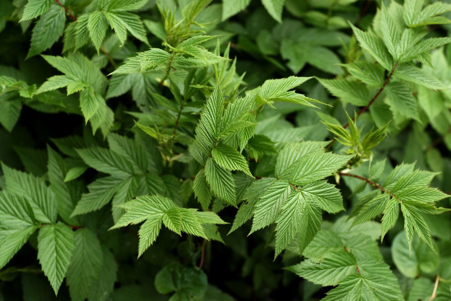 Лабазник вязолистный