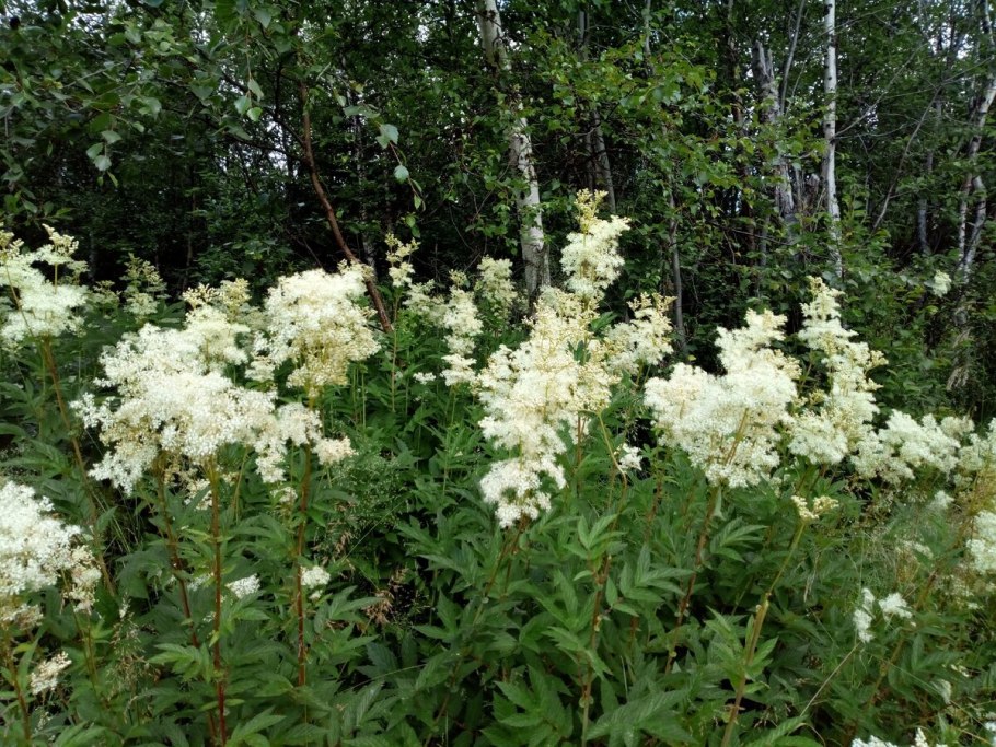 Таволга вязолистная (Filipendula Ulmaria)