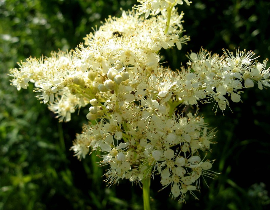 Лабазник вязолистный таволга