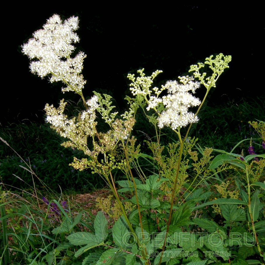 Лабазник вязолистный куст