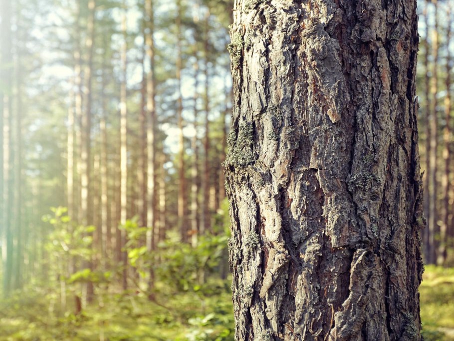 Орегон дерево