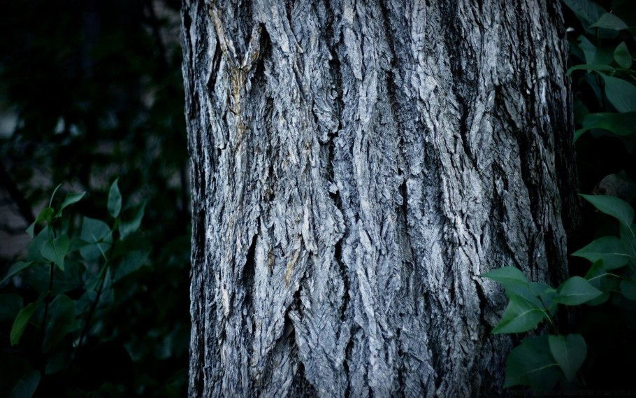 Дерево с двумя стволами