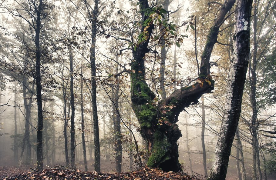 Красивый ствол дерева