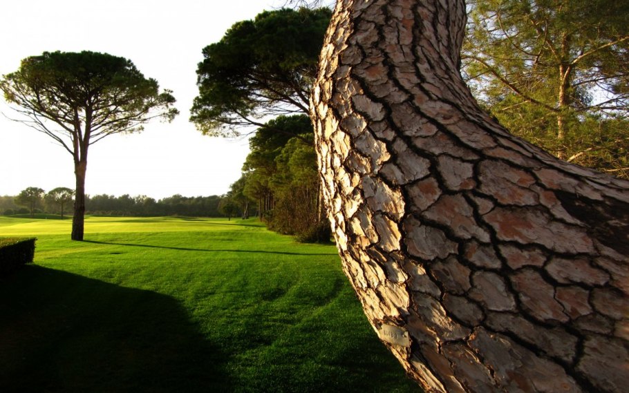 Березовый ствол