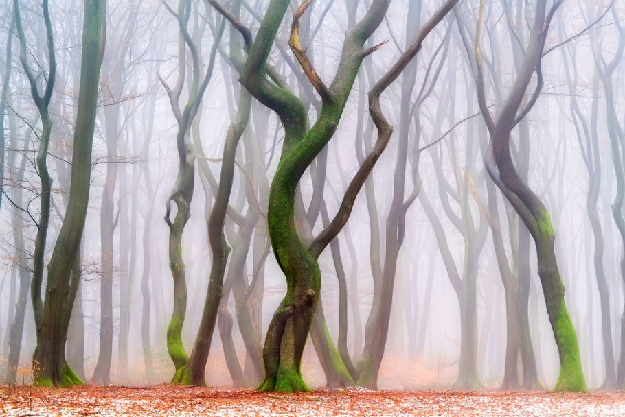 Додонский дуб