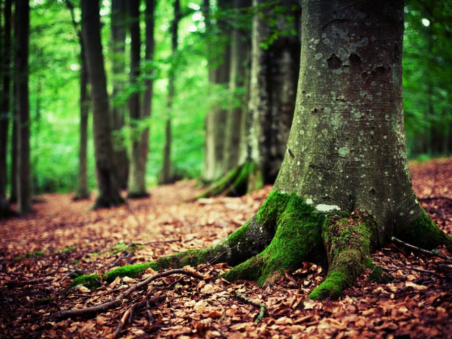 Раздвоенное дерево