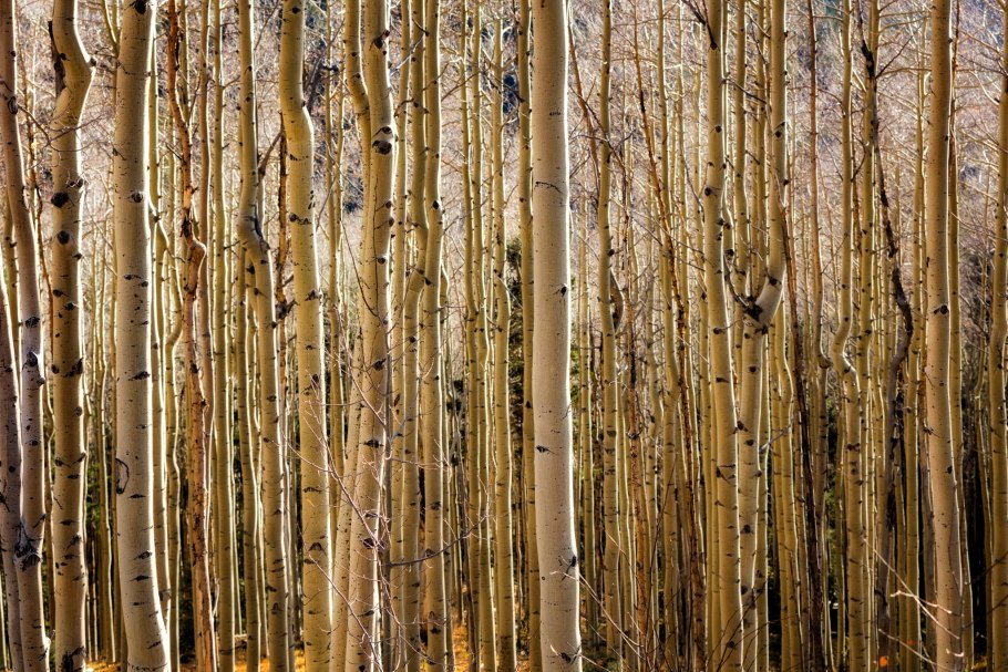 Лесгейра дерево