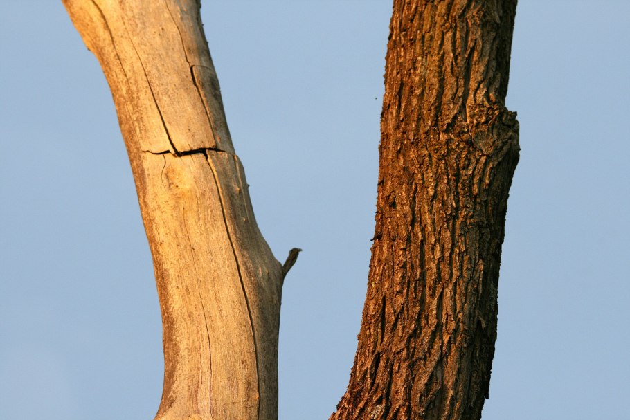 Стол дерево